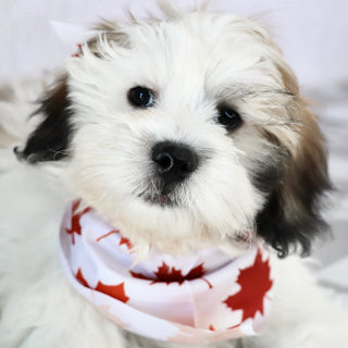 Woof - Available Now