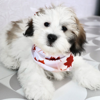 Woof - Available Now