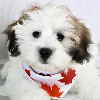 Woof - Available Now