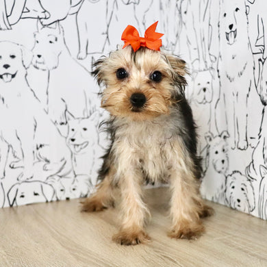 Minnie - Available Now