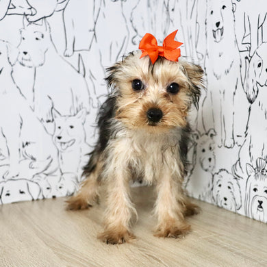 Minnie - Available Now