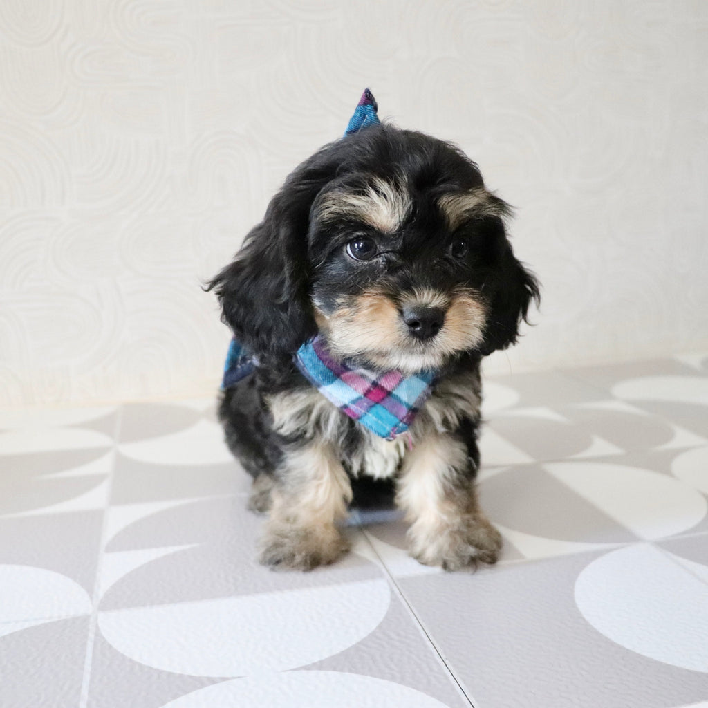 Betsy - Available Now