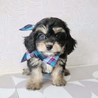 Betsy - Available Now