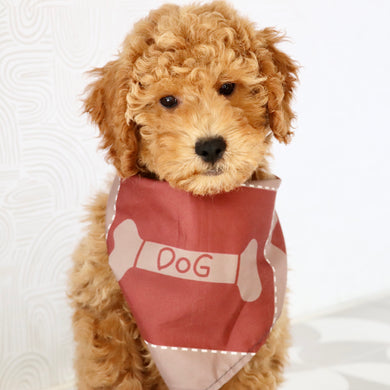 Josef - Available Now