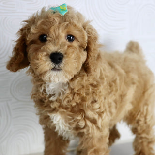 Why Choose Happytail Puppies?