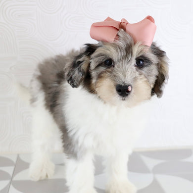 Rosaria - Available Now