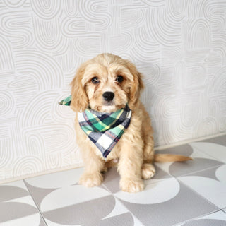 Buck - Available Now