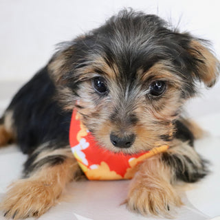 Fairway - Available Now