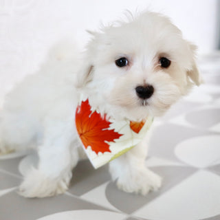 Josh - Available Now