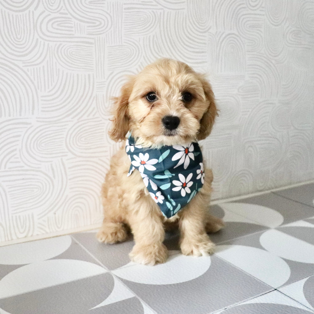 Bernie - Available Now