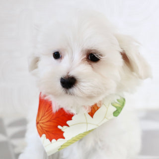 Josh - Available Now