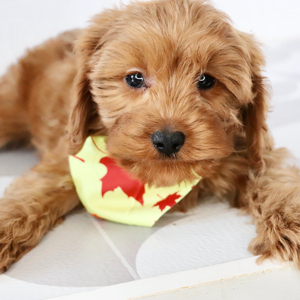 Willie - Available Now