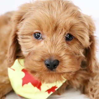 Willie - Available Now