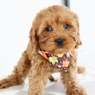 Vince - Available Now