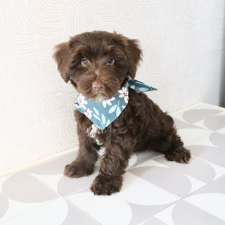 Eddie - Available Now