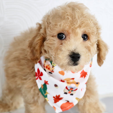 Parade - Available Now