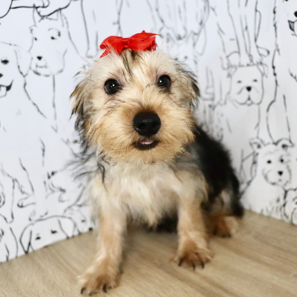 Daisy - Available Now