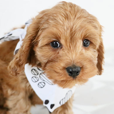 Daryl - Available Now