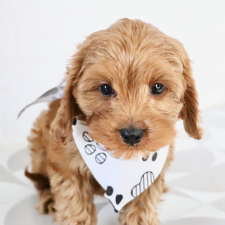 Daryl - Available Now