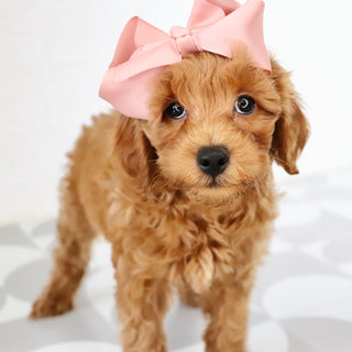 Carmen - Available Now