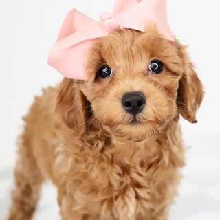 Carmen - Available Now