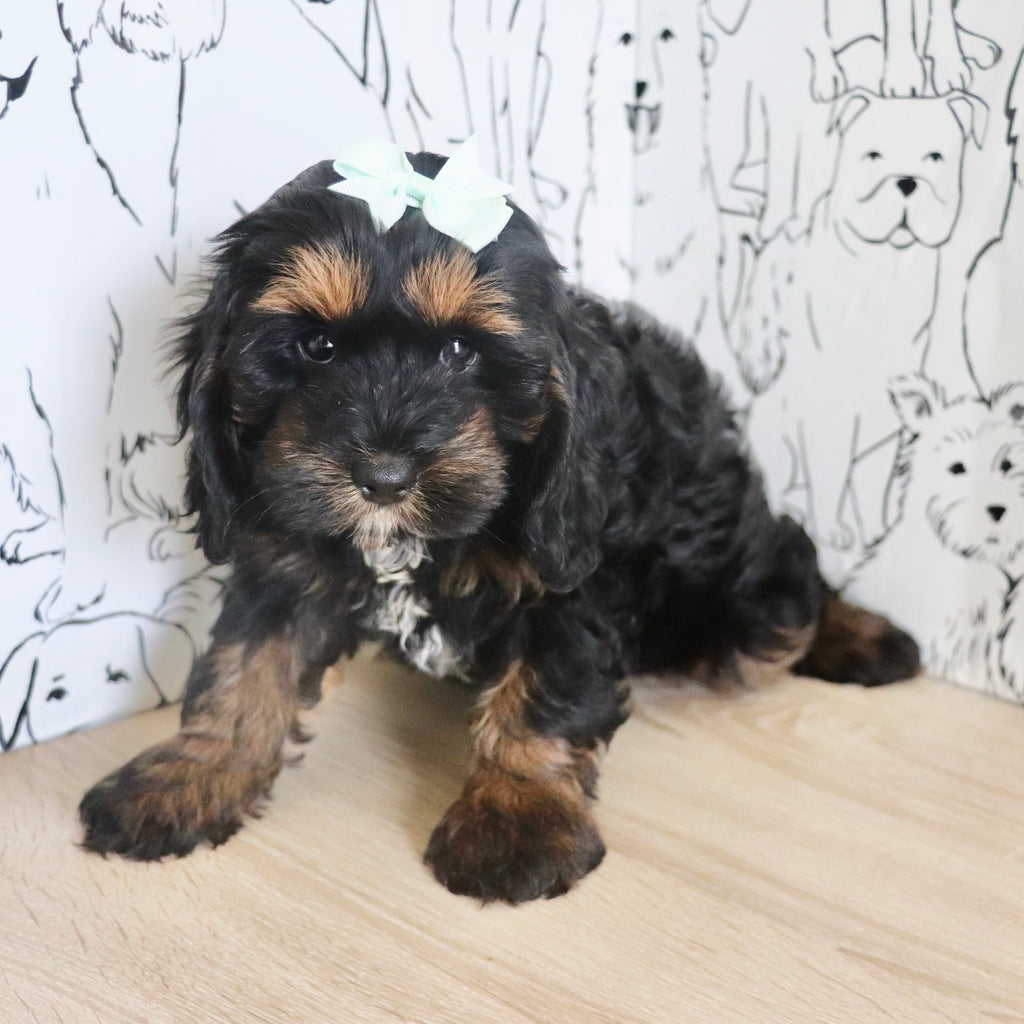 Primrose - Available Now