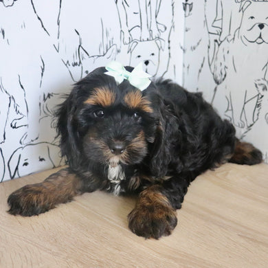 Primrose - Available Now