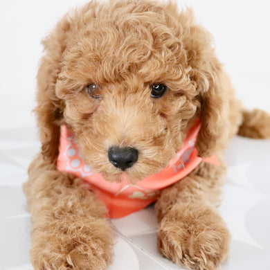 Victor - Available Now