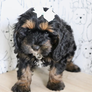 Primrose - Available Now