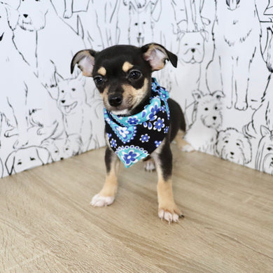 Lenny - Available Now