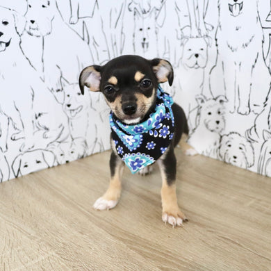 Lenny - Available Now