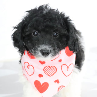 Puppies for Sale in Pinehurst