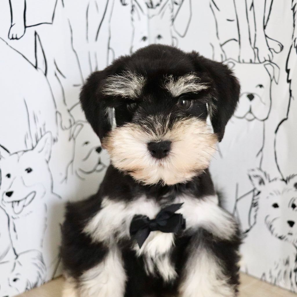 Montgomery - Available Now