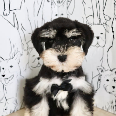 Montgomery - Available Now