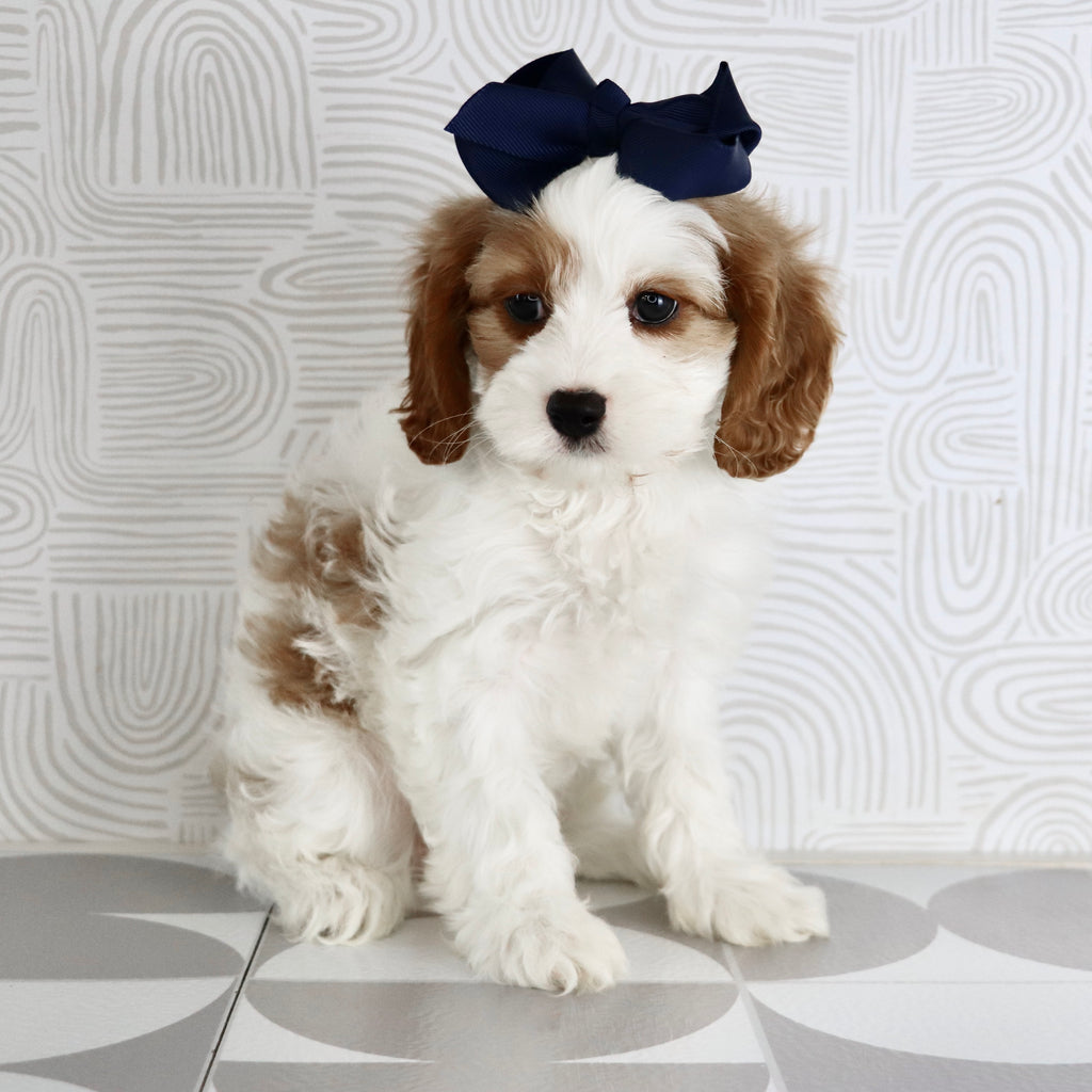 Nala - Available Now