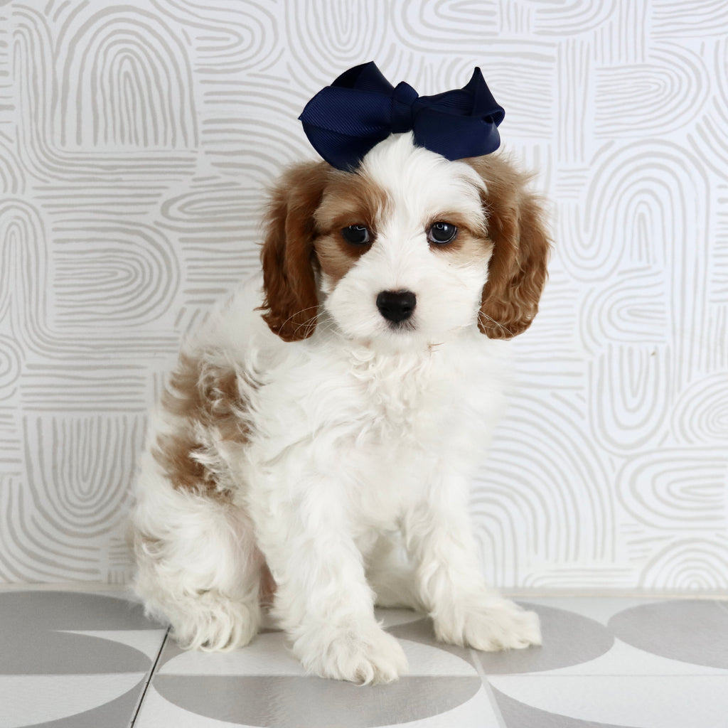 Nala - Available Now