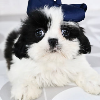 Carolina - Available Now