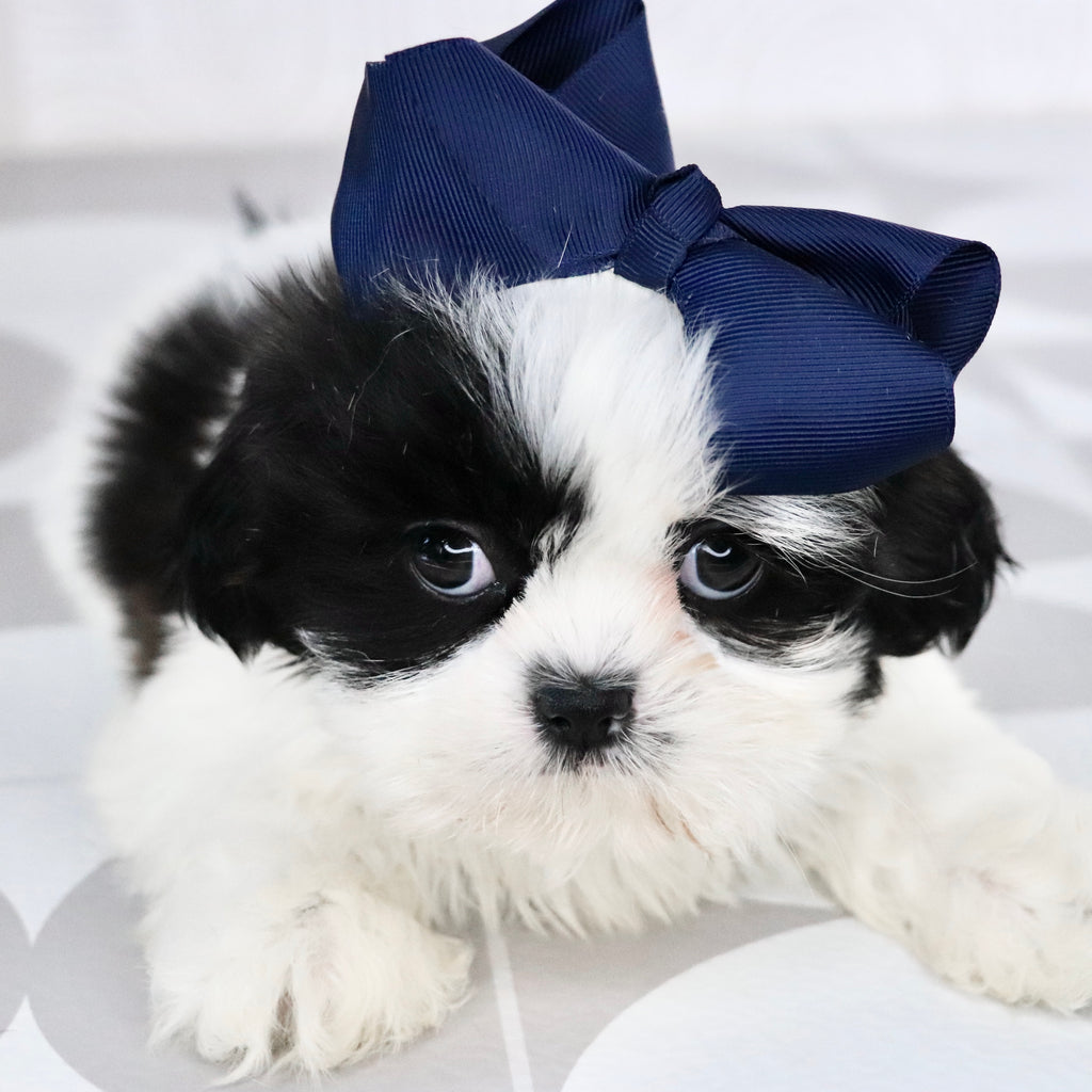 Carolina - Available Now