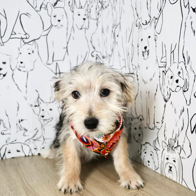 Paxton - Available Now