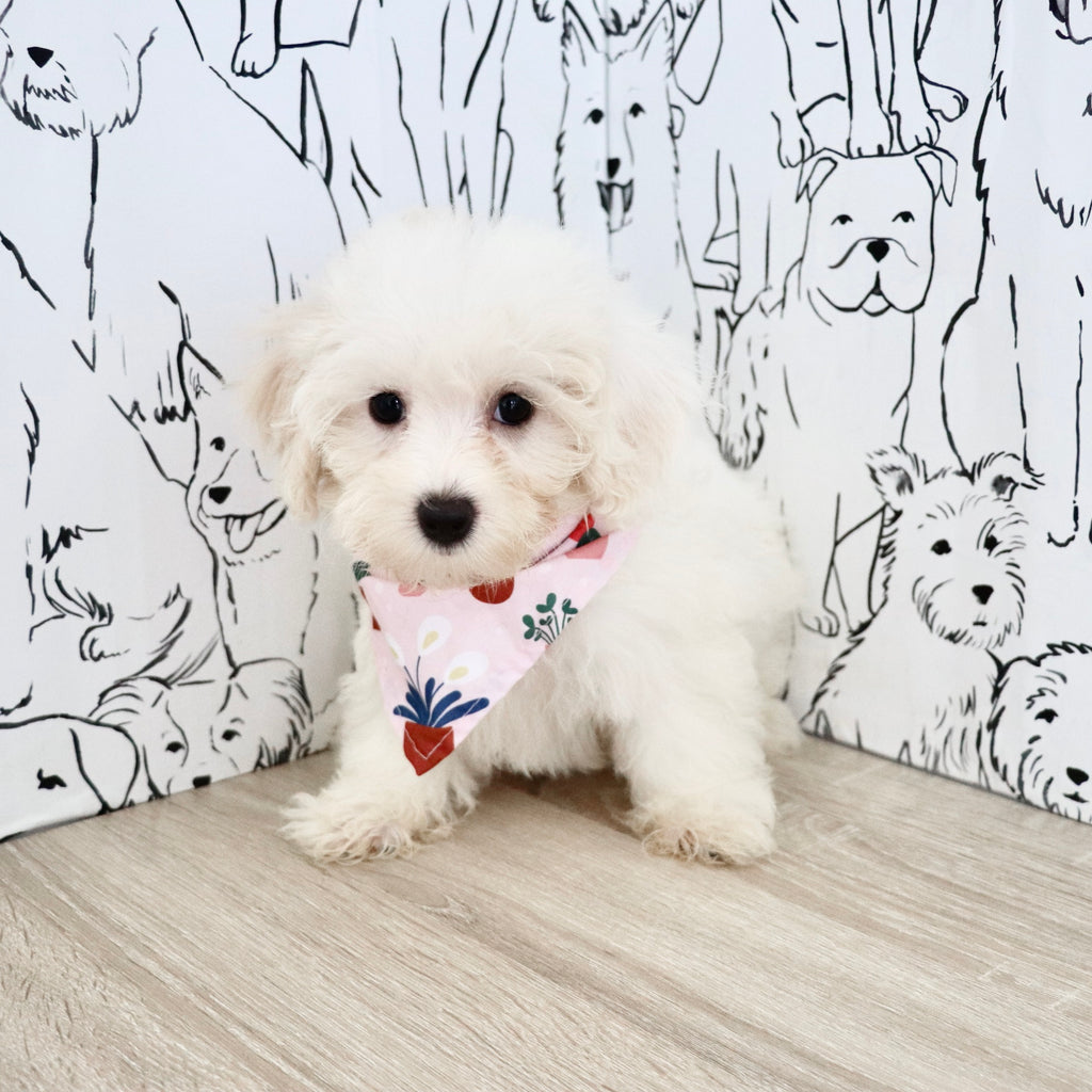 Perla - Available 8/27