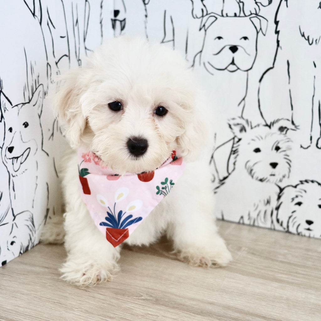 Perla - Available 8/27