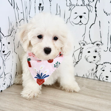 Perla - Available 8/27