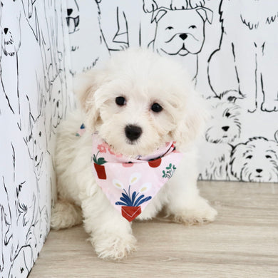 Perla - Available 8/27