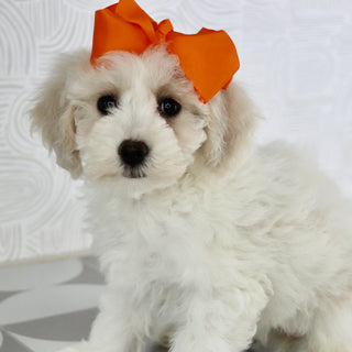 Pip - Available Now