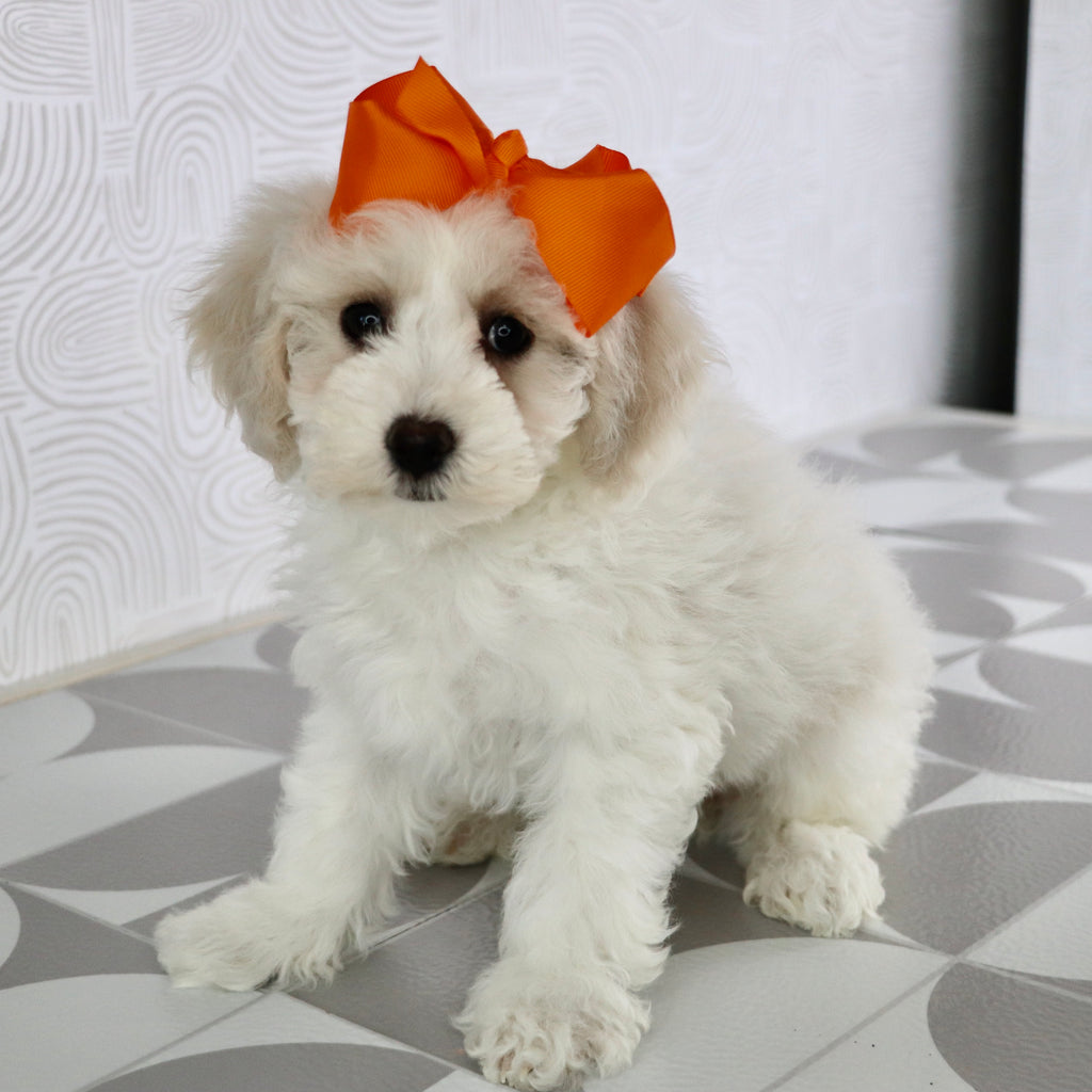 Pip - Available Now