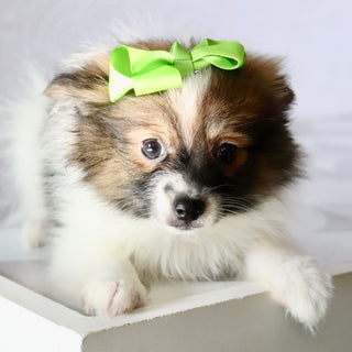 Maggie - Available Now