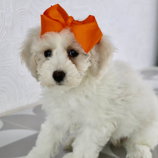 Pip - Available Now