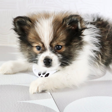 Graham - Available Now