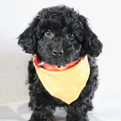 Crane - Available Now