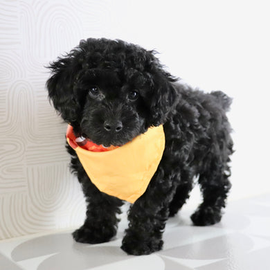 Crane - Available Now